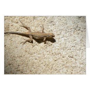 Cartão lagarto Stucco