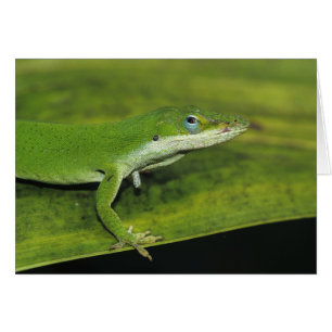 Cartão Lagarto-verde, Anolis carolinensis, adulto em palm