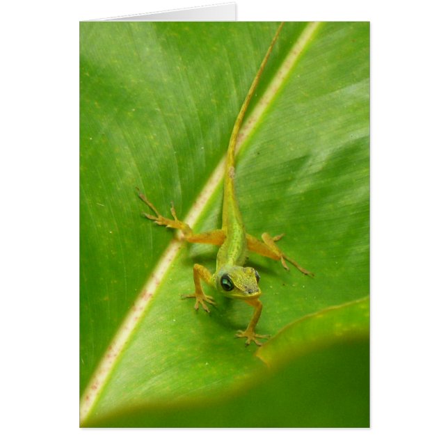 Cartão Lagarto Verde na Folha Verde (Frente)