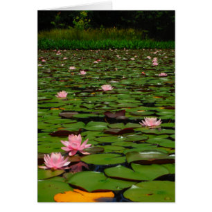 Cartão Lagoa de flor de lírio, de água doce, rosa