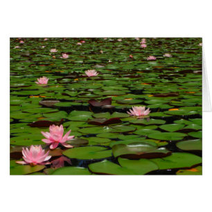 Cartão Lagoa de flor de lírio, de água doce, rosa