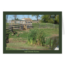 Lagoa do pato em fazendas do abrigo seguro