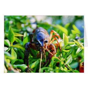 Cartão Lagostas dos Crawdads dos lagostins