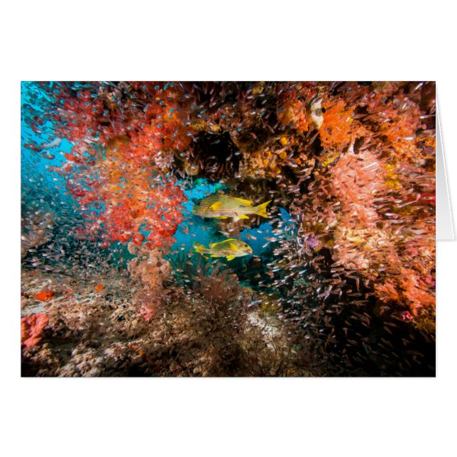 Cartão Laja Ampat 6 subaquáticos (Frente Horizontal)