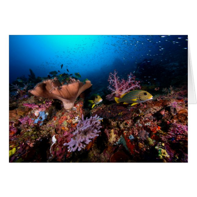 Cartão Laja Ampat subaquático (Frente Horizontal)