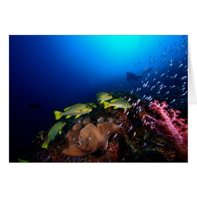 Cartão Laja Ampat Underwater 3 (Frente Horizontal)