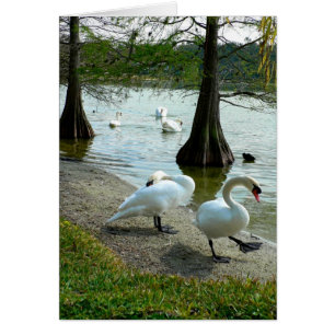 Cartão Lakeland Swans