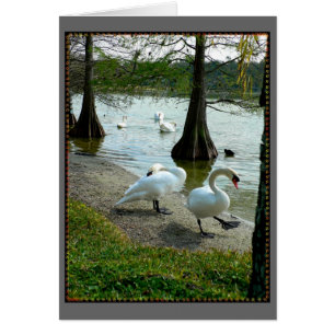 Cartão Lakeland Swans