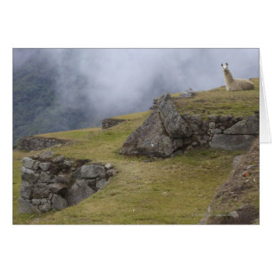 Cartão Lama (glama da Lama) entre os terraços do Inca em