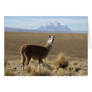 Cartão Lama na montanha da neve - Illimani, Bolívia