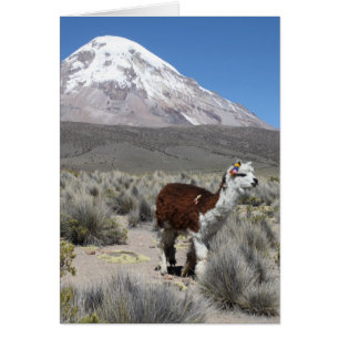 Cartão Lama pela montanha de Sajama da neve, Bolívia