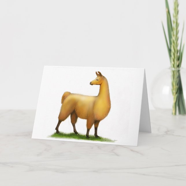 Cartão Lama peruano (Frente)