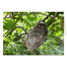 Lama relaxada na natureza