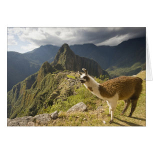 Cartão Lamas e um olhar sobre Machu Picchu,