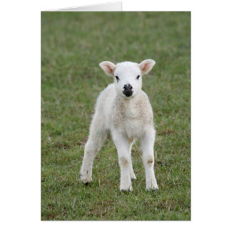 Cartão Lamb