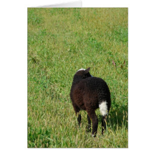 Cartão Lamb no Hay Meadow