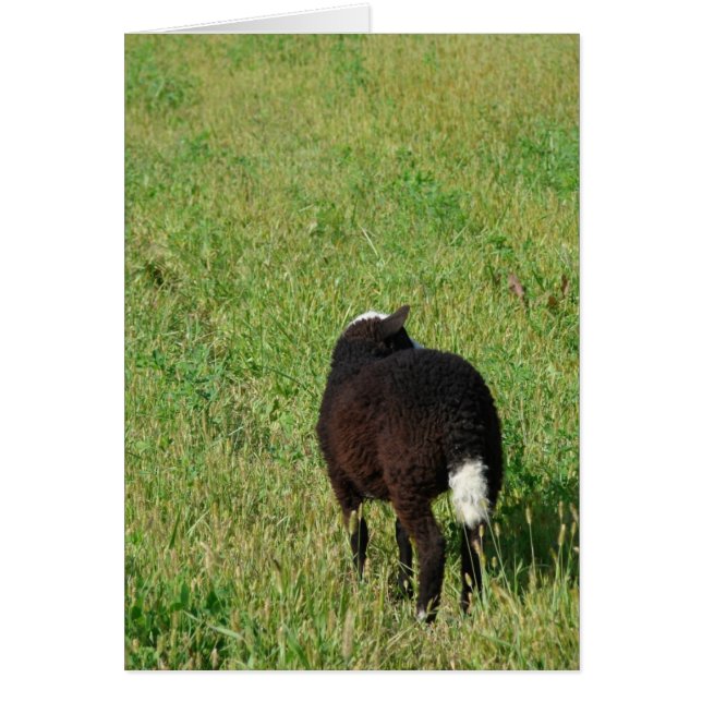 Cartão Lamb no Hay Meadow (Frente)