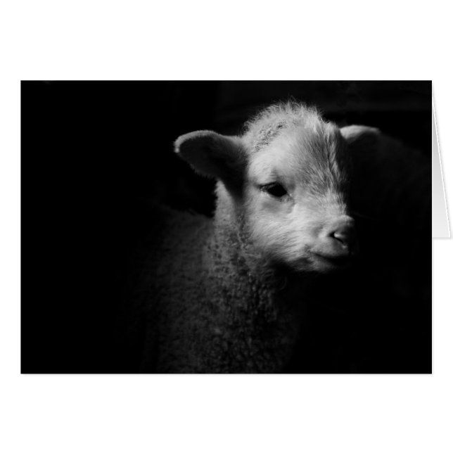 Cartão Lamb recém-nascido (Frente Horizontal)