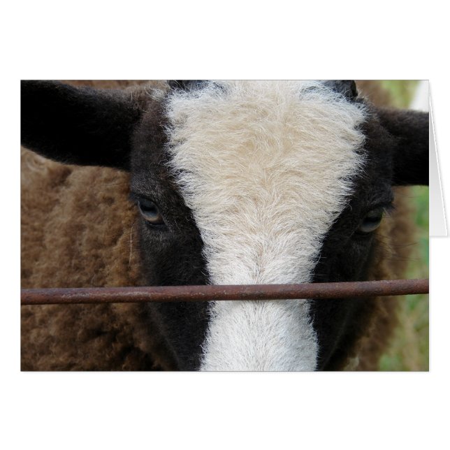 Cartão Lambchops (Frente Horizontal)