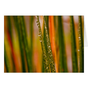 Cartão Lâminas de relva