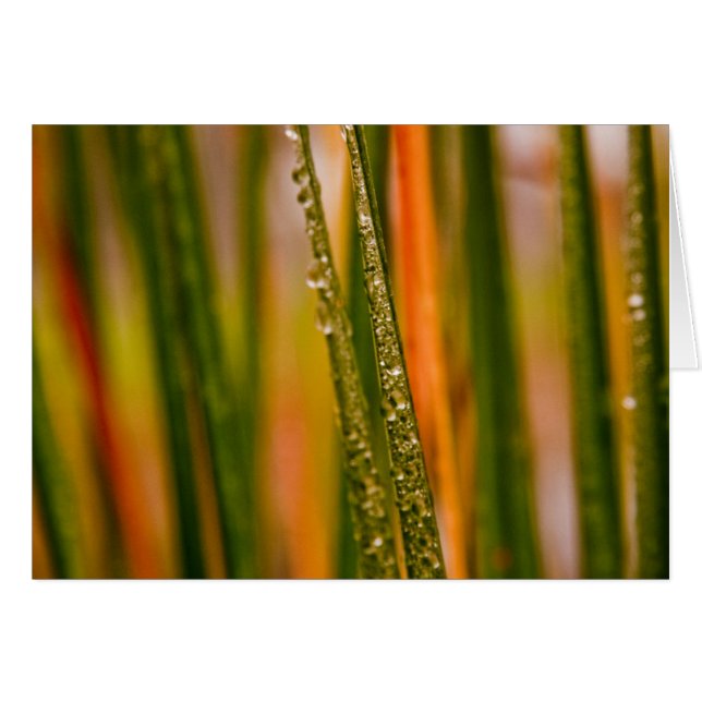 Cartão Lâminas de relva (Frente horizontal)