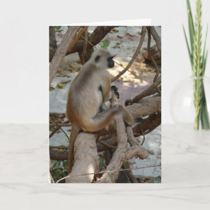 Cartão Langur Cinzento - Tirar um descanso