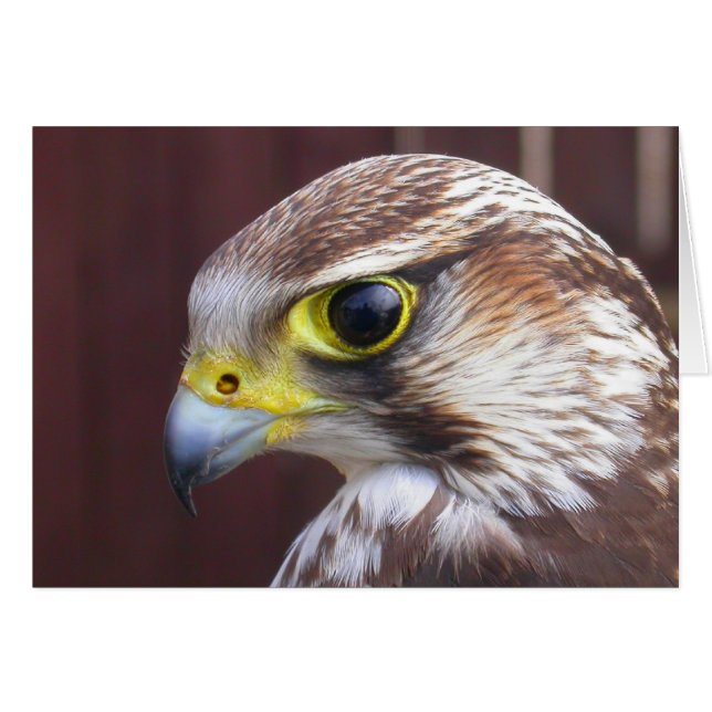 Cartão Lanner Falcon (Frente Horizontal)
