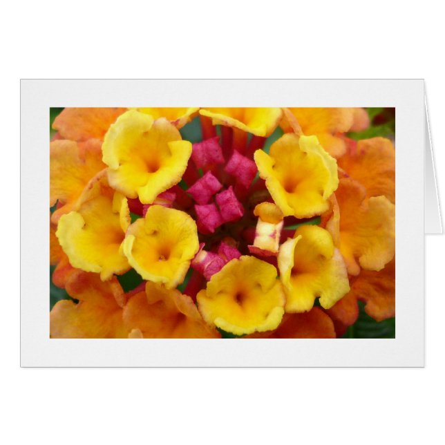 Cartão Lantana Flower II - Bordado (Frente Horizontal)