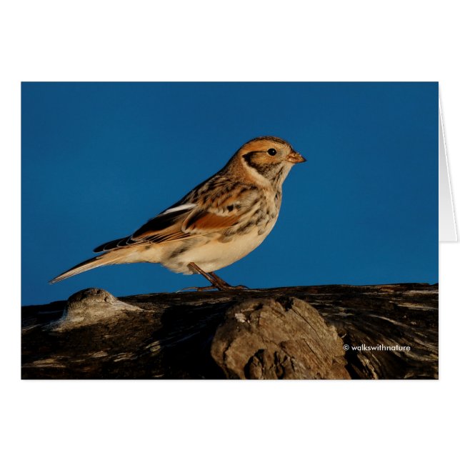 Cartão Lapland Longspur em um Diário de Sol (Frente Horizontal)