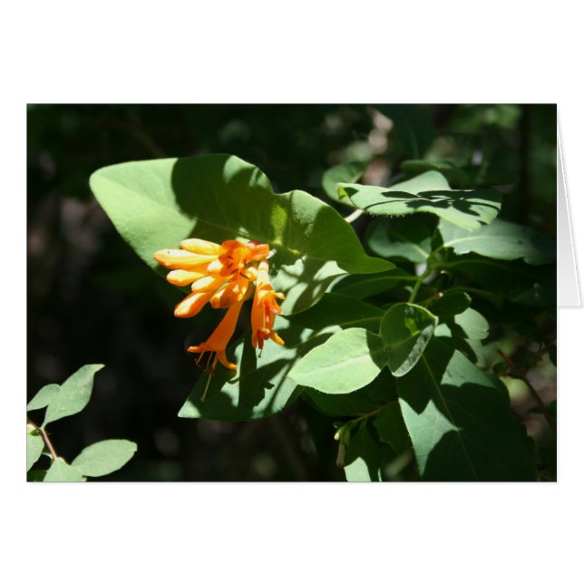 Cartão Laranja (Frente horizontal)