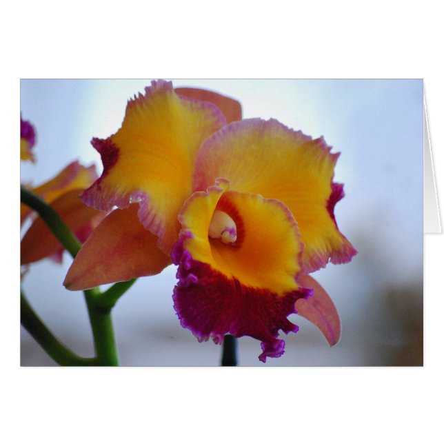 Cartão Laranja e Violet Cattleya Orchid (Frente Horizontal)