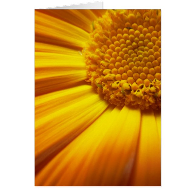 Cartão Laranja Fresco (Frente)