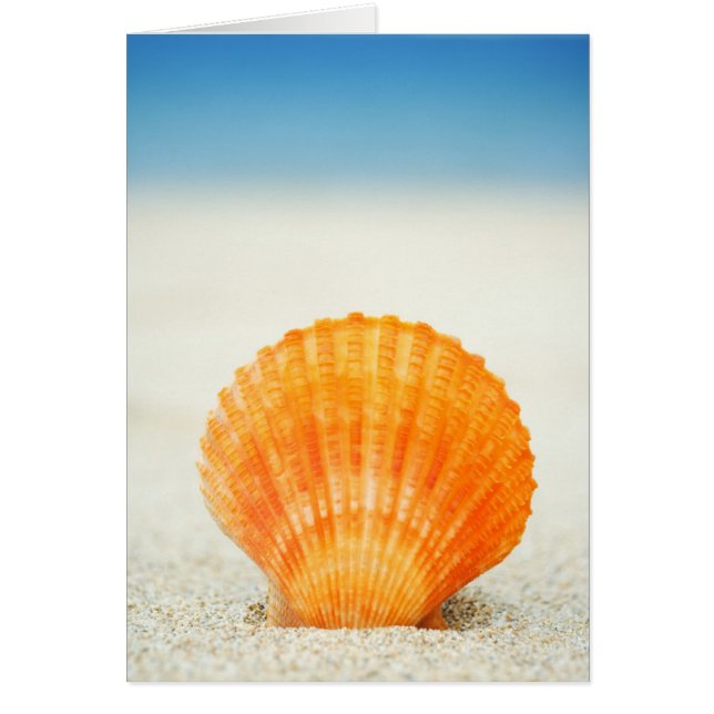Cartão Laranja Scallol Shell Em Pé Na Verdura (Frente)