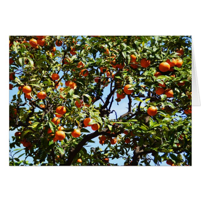 Cartão Laranjas (Frente Horizontal)