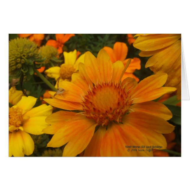 Cartão Laranjas E Lêmolas Blanketflower Com Aranha-Carang (Frente Horizontal)