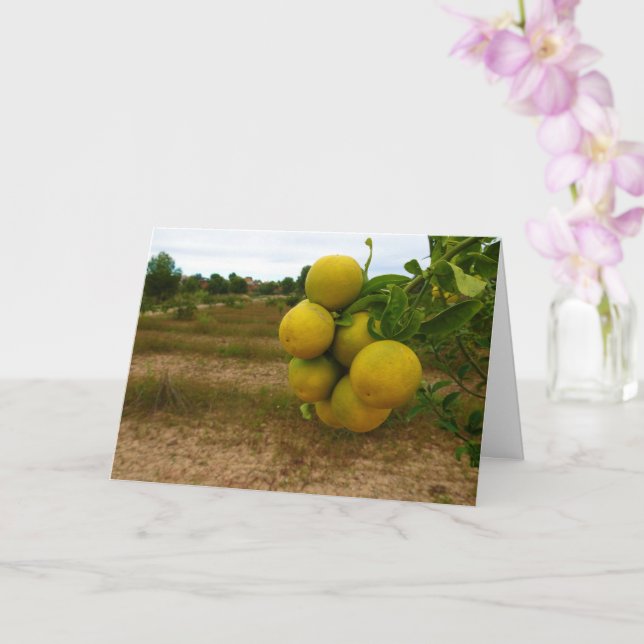 Cartão Laranjas mandarinas (Orquídea)