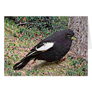 Cartão Lark Bunting