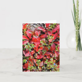 Cartão Late Summer in Alaska - 4" x 5.6" Notecard