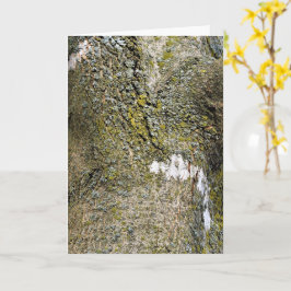 Cartão Latido da árvore com o Moss Fechar