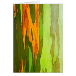Cartão latido Rainbow Eucalyptus, Havaí