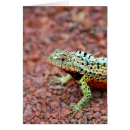Cartão Lava Lizard
