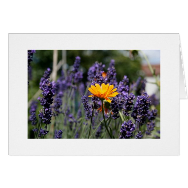 Cartão Lavanda (Frente Horizontal)