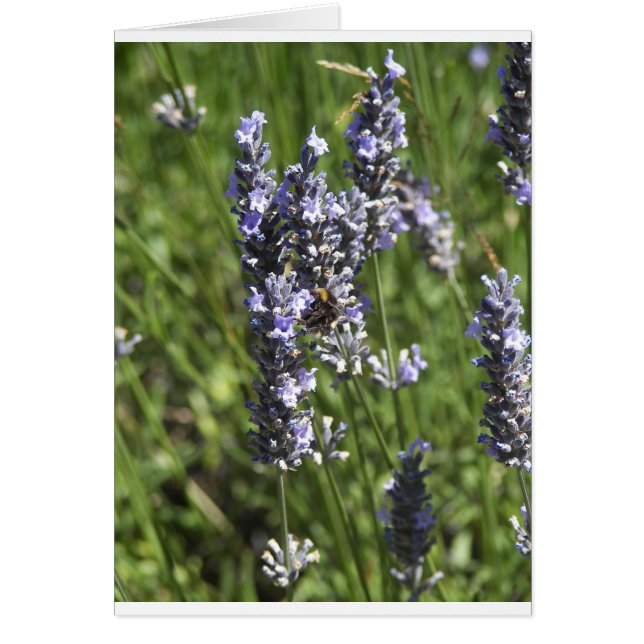 Cartão Lavanda (Frente)