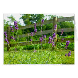 Cartão Lavanda Blooming