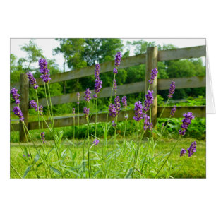 Cartão Lavanda Blooming