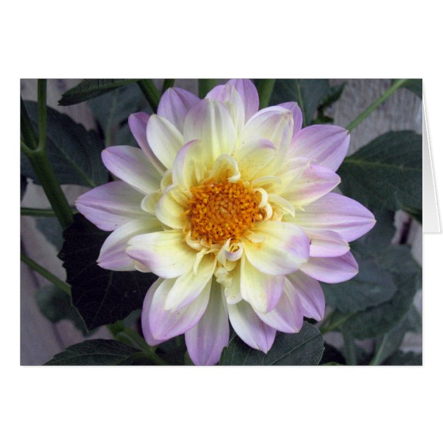 Cartão Lavanda Creme Dahlia (Frente Horizontal)