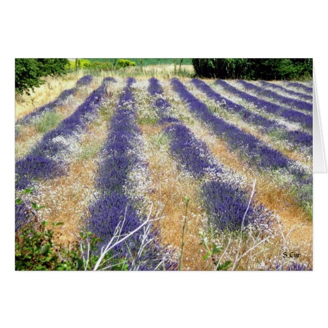 Cartão Lavanda na Provença, S Cyr (Frente Horizontal)