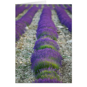 Cartão Lavanda, Provence, França
