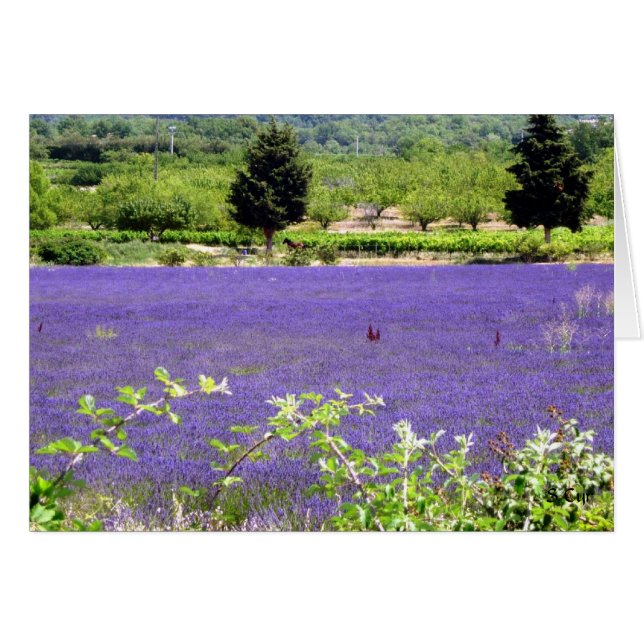 Cartão Lavanda Proventiva, S Cyr (Frente Horizontal)