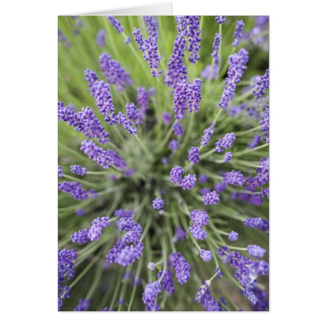 Cartão Lavandas (Frente)